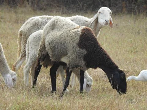 Sheep in its natural environment Stock Photos