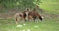 Sheep Jacobs Ram under tree HD HD Footage