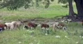 Sheep Jacobs Ram walking across HD HD Footage
