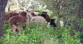 Sheep Jacobs Ram walking away HD HD Footage