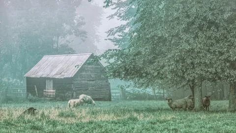 Sheep in Jericho, Vermont. Stock Photos