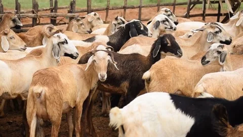 Sheep jumping in a pen 스톡 동영상 234594027