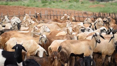 Sheep jumping in a pen 스톡 동영상 234594048