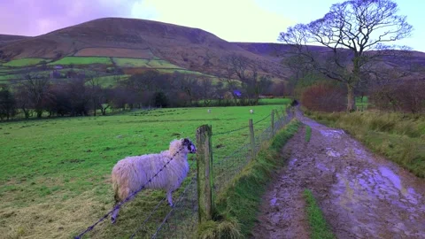 Sheep keeping guard on the Edale Valley to Kinderscout walk. Stock Footage 321466955