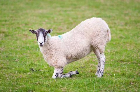 A sheep kneeling down on its front legs in a field and looking at the camera Stock Photos