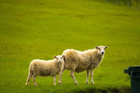 Sheep in Kolugljufur Canyon, Iceland Stock Photos