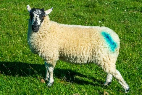 Sheep in the Lake District Stock Photos