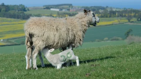 Sheep with lamb on coutryside Stock Footage 90510708