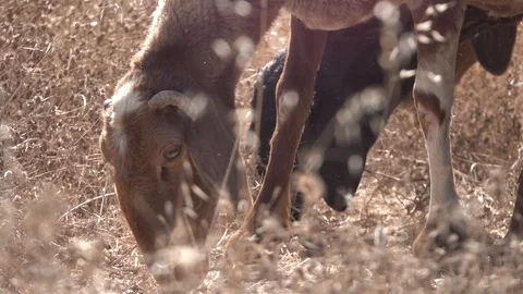 Sheep, Lamb eats flap,Sheep eating, house, Vidéo 119684386