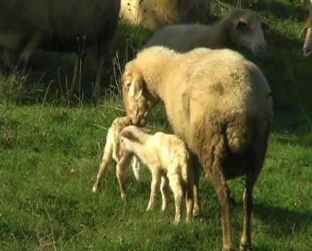 Sheep lamb 스톡 동영상 64115