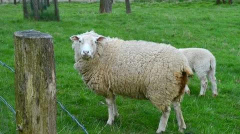 Sheep with lamb Stock Footage 12504546