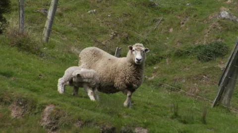 Sheep with lamb Stock Footage 44026036