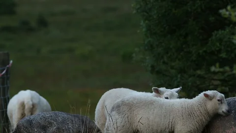 Sheep Lamb Stock Footage 101354724