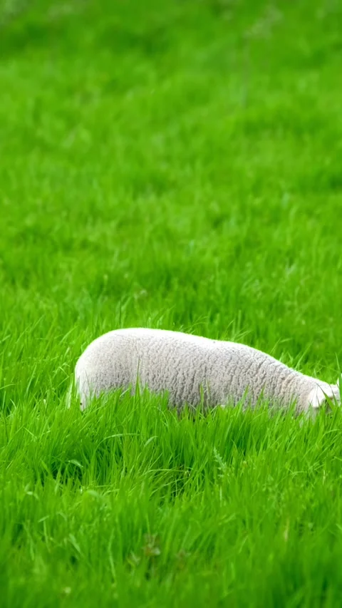 Sheep lamb grazing in meadow Stock Footage 346148268