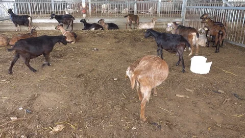 Sheep, Lamb inside the repeatable',Sheep eating, house, 스톡 동영상 119684493