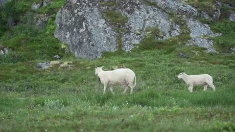 Sheep with lamb passing by in green surrounding in Norway Stock Footage 243888637