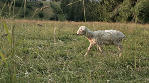 SHEEP LAMB ON THE PASTURE Stock Footage 68755838
