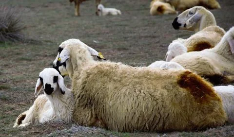 Sheep, lamb 스톡 사진
