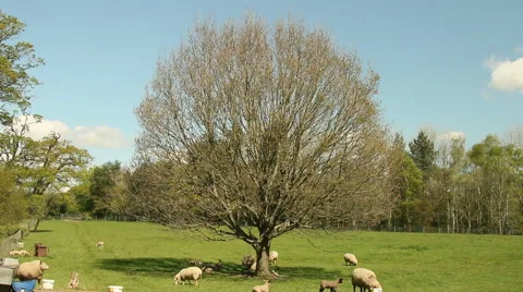 Sheep lambs and a lone tree Stock Footage 50014012