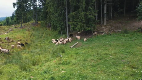 Sheep, lambs and rams are grazing on a hill in the mountains. Video stock 151502437