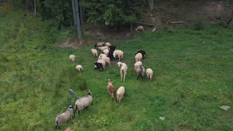 Sheep, lambs and rams are grazing on a hill in the mountains. Video stock 151502474