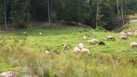 Sheep, lambs and rams are grazing on a hill in the mountains. Stock Footage 151502522
