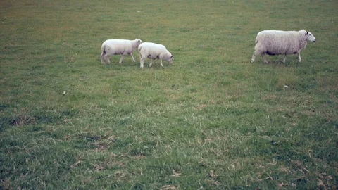 Sheep with lambs are walking in the meadow Stock Footage 111723997