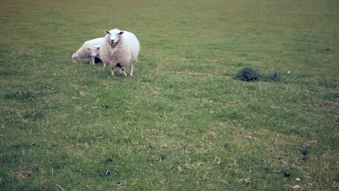 Sheep with lambs are walking in the meadow Stock Footage 112696929