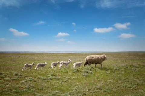 Sheep with lambs on the field Stock Photos