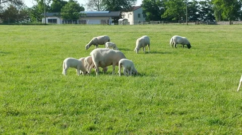 Sheep with lambs Stock Footage 53194222