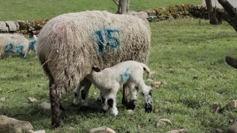 Sheep with Lambs Stock Footage 73925739
