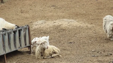 Sheep with lambs Stock Footage 74581277