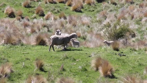 Sheep with lambs Stock Footage 85226883