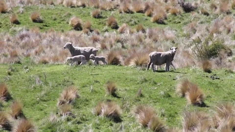 Sheep with lambs Video stock 85226884