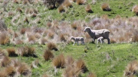 Sheep with lambs Stock Footage 85231541