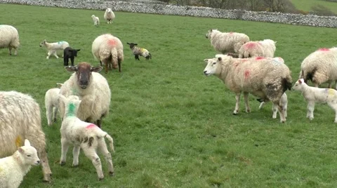 Sheep with lambs on grassy hillside Stock Footage 49640201