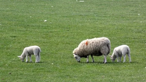 Sheep lambs grazing spring Stock Footage 77247314