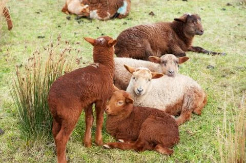 Sheep with lambs Stock Photos
