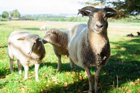 Sheep with Lambs Stock Photos