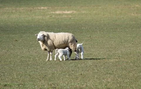 Sheep with Lambs. Stock Photos