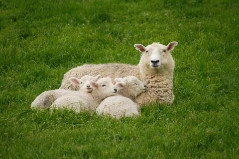 Sheep an lambs Stock Photos