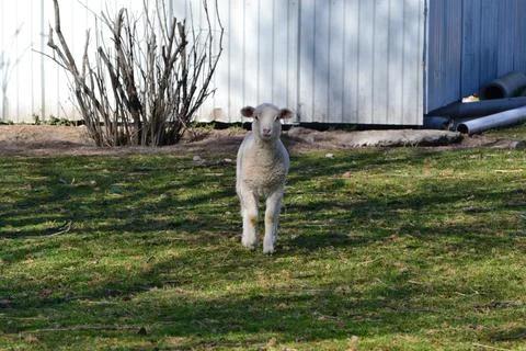 Sheep. Lambs Stock Photos