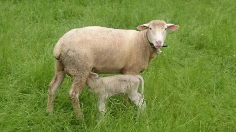 Sheep lambs small lamb. Stock Photos