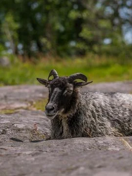 Sheep in lammassaari 스톡 사진