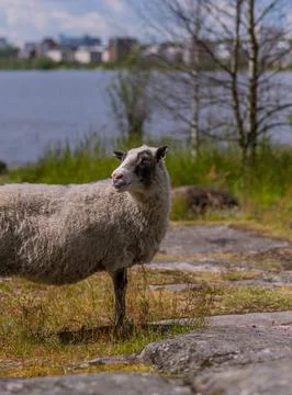 Sheep in lammassaari 스톡 사진