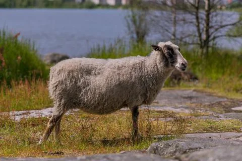 Sheep in lammassaari 스톡 사진
