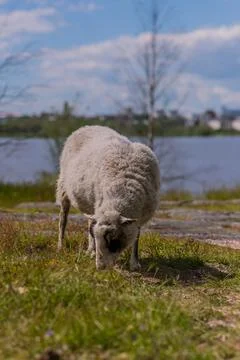 Sheep in lammassaari 스톡 사진