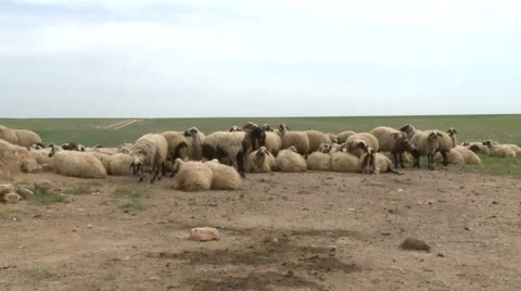 Sheep in The Land Stock Footage 46052481