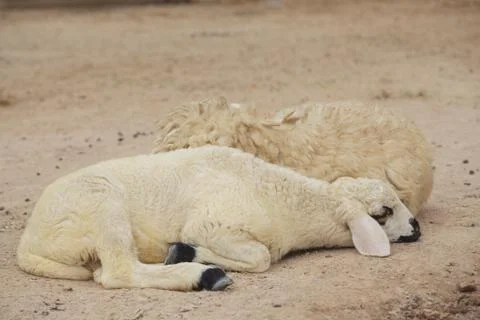Sheep lay down Stock Photos