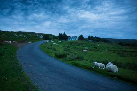 Sheep lay down to rest in a hilly, green pasture after sunset Stock Photos